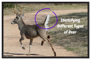 Identifying different types of deer